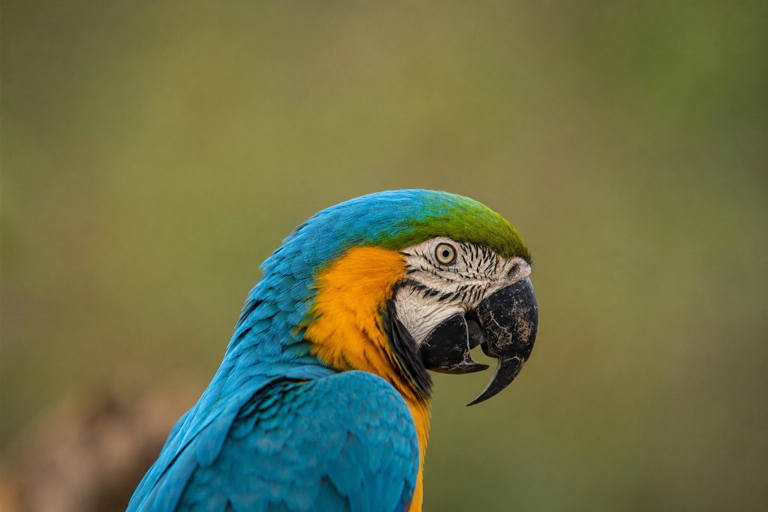 Hotel Boca Raton Tarapoto - Aves