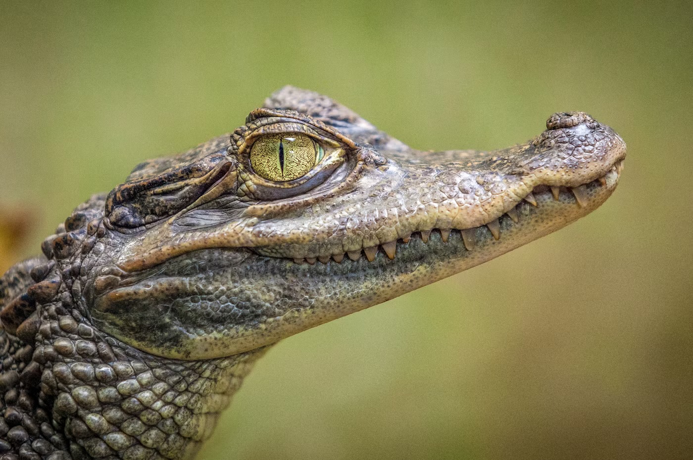 Hotel Boca Raton Tarapoto - Reptiles y anfibios