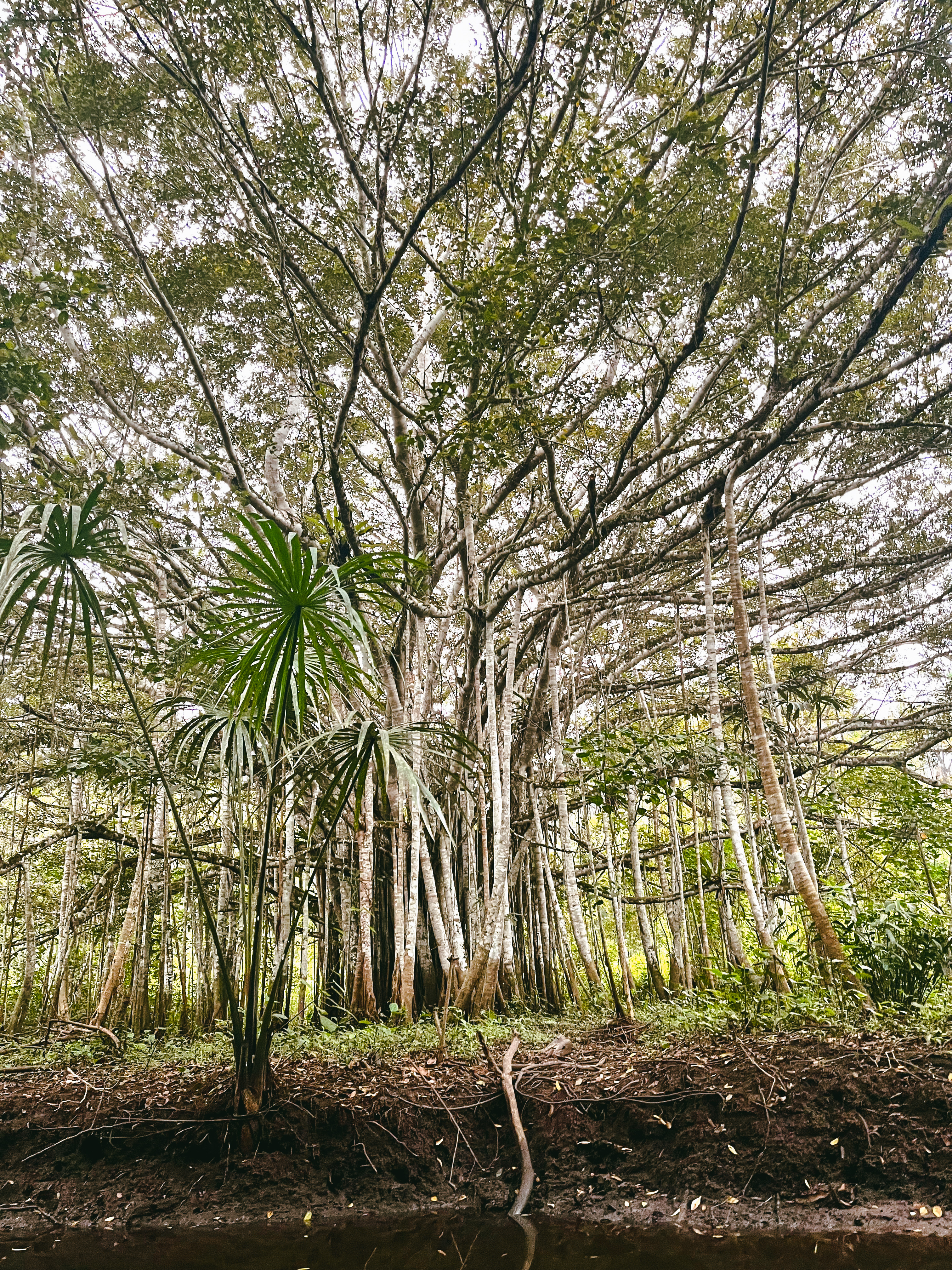 Hotel Boca Raton Tarapoto - Reserva ecológica de Santa Elena